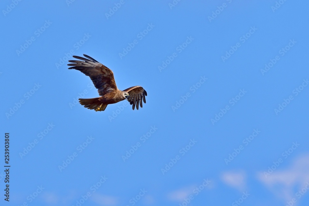 Fototapeta premium 雪山バックに大声でパートナーを呼ぶチュウヒ