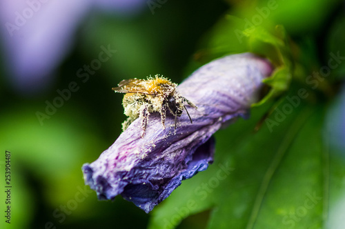 Wallpaper Mural Bumblebee Torontodigital.ca