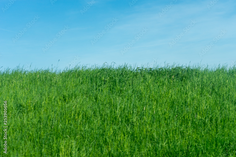 Netherlands,Wetlands,Maarken, a close up of a green field Netherlands,Wetlands,Maarken, a close up of a green field
