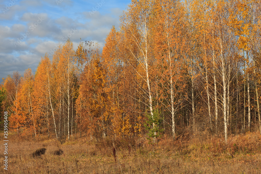 Fototapeta premium autumn in the forest