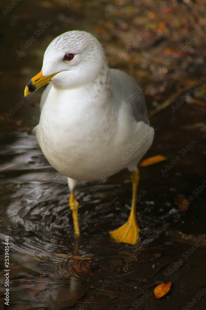 Stinkeye Seagull
