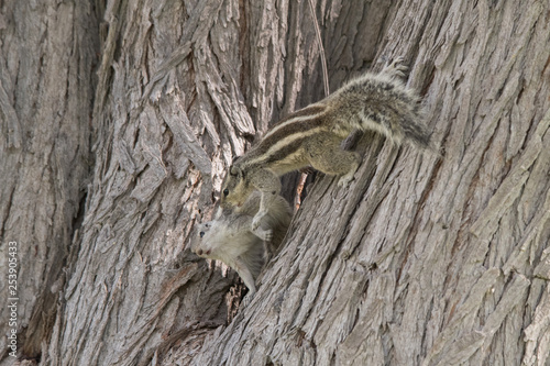 Indian palm squirrel (three-striped palm squirrel) / Funambulus palmarum photo