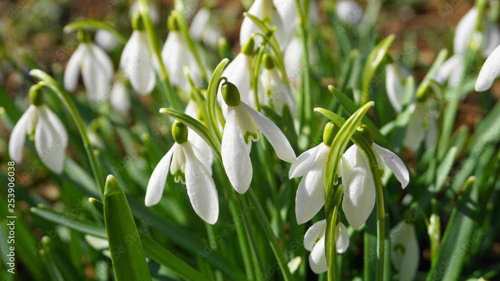 Close up beautiful white snowdrop flowers. Symbol of spring. Close up beautiful white snowdrop flowers. Symbol of spring.