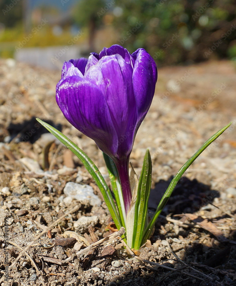 Close up beautiful purple crocus flower. Close up beautiful purple crocus flower.