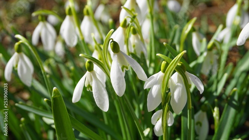     Close up beautiful white snowdrop flowers. Symbol of spring.