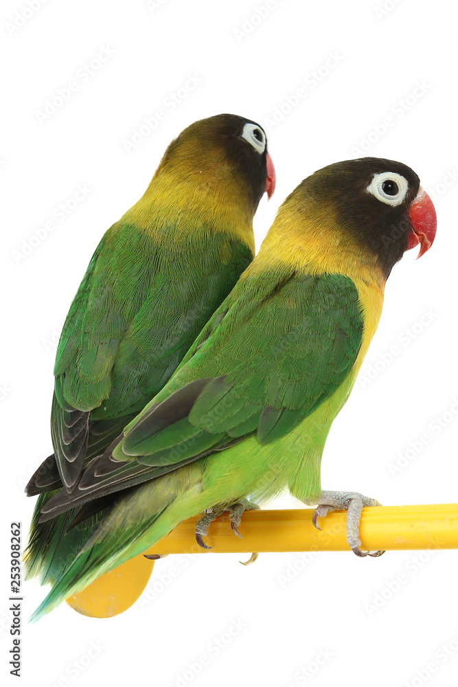 Fototapeta premium green parrot lovebird