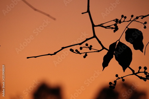 Silhouette of twig in dusk