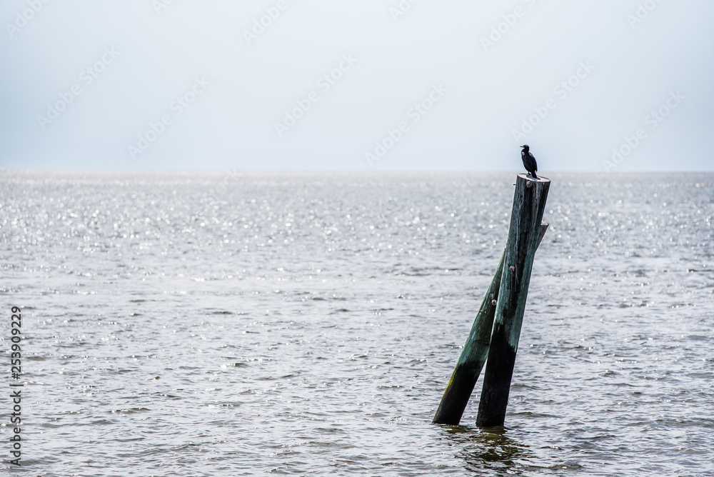 Birds perched on a wood navigational marker sit in the Georgia Sunshine looking for fish Birds perched on a wood navigational marker sit in the Georgia Sunshine looking for fish
