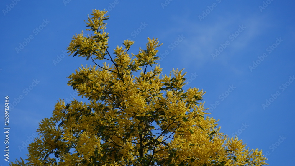 mimoza flower at spring