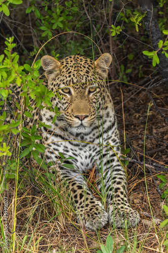 Leopard roaming its territory in the Khwai Concession area of Botswana Africa