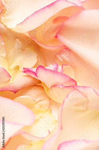 Flowers on a white background close-up