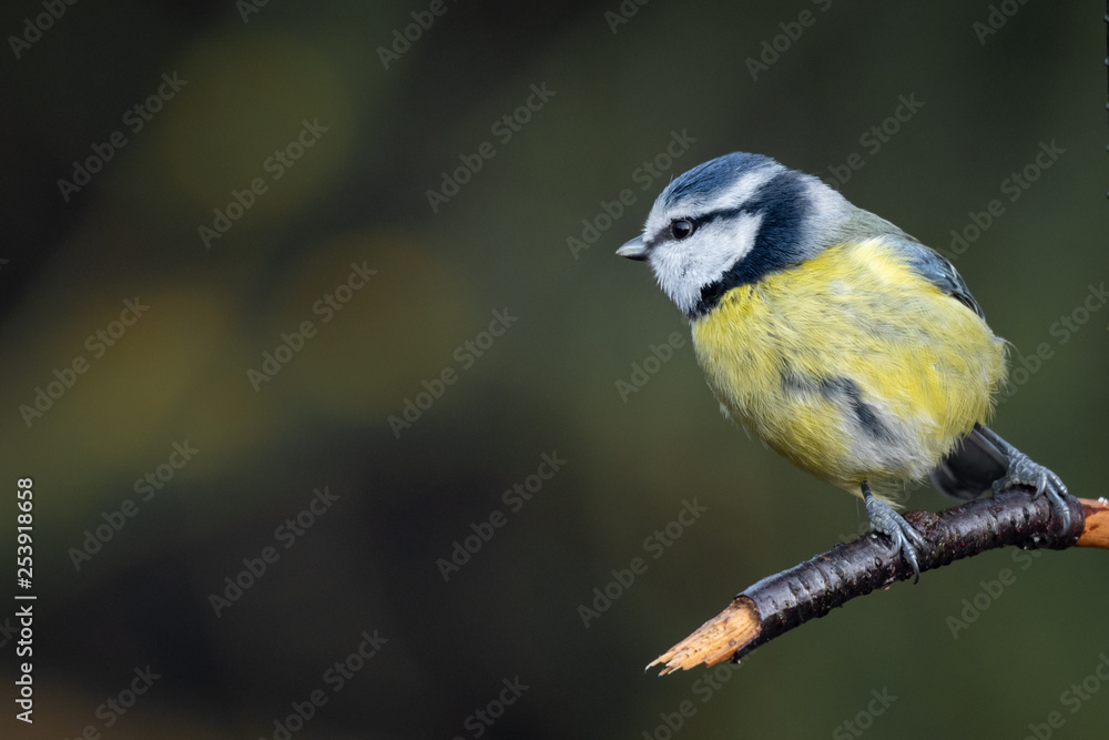 Obraz premium A portrait of a blue tit looking to the left into dark open copy space