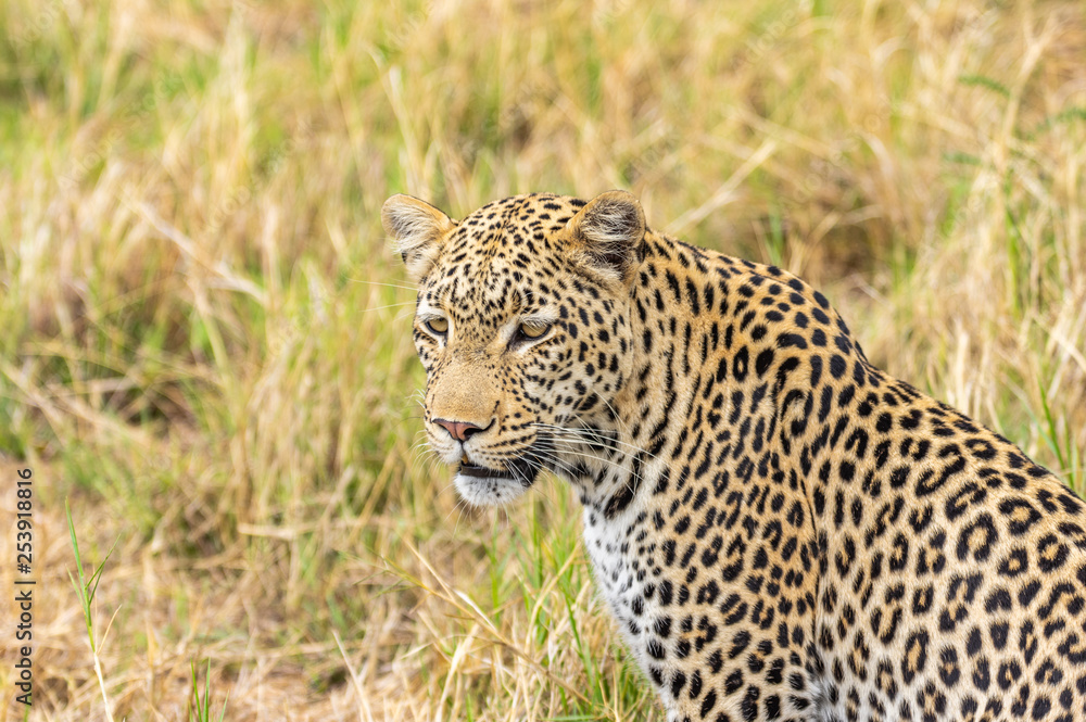 Leopard roaming its territory in the Khwai Concession area of Botswana Africa Leopard roaming its territory in the Khwai Concession area of Botswana Africa