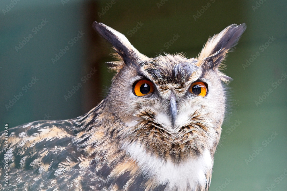 Obraz premium European Eagle Owl (Bubo bubo), captive bird.