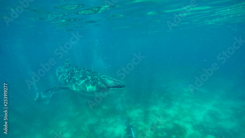 snorkeling with whale sharks on the philippines © Alisa Faraday