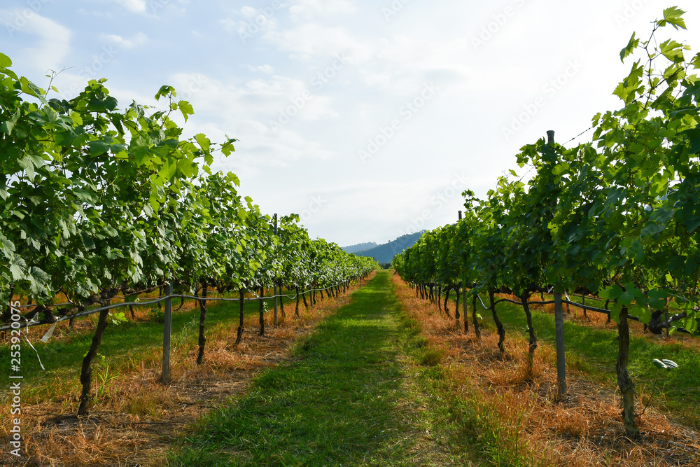 fresh grape field vine growing in vineyard valley hills, Winery background