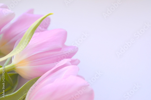 bouquet of pink tulips on a white background. beautiful gentle  spring composition. top view