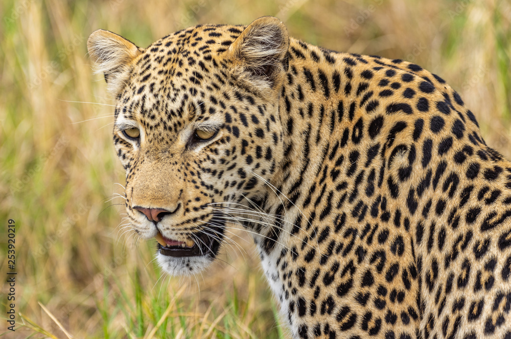 Leopard roaming its territory in the Khwai Concession area of Botswana Africa Leopard roaming its territory in the Khwai Concession area of Botswana Africa