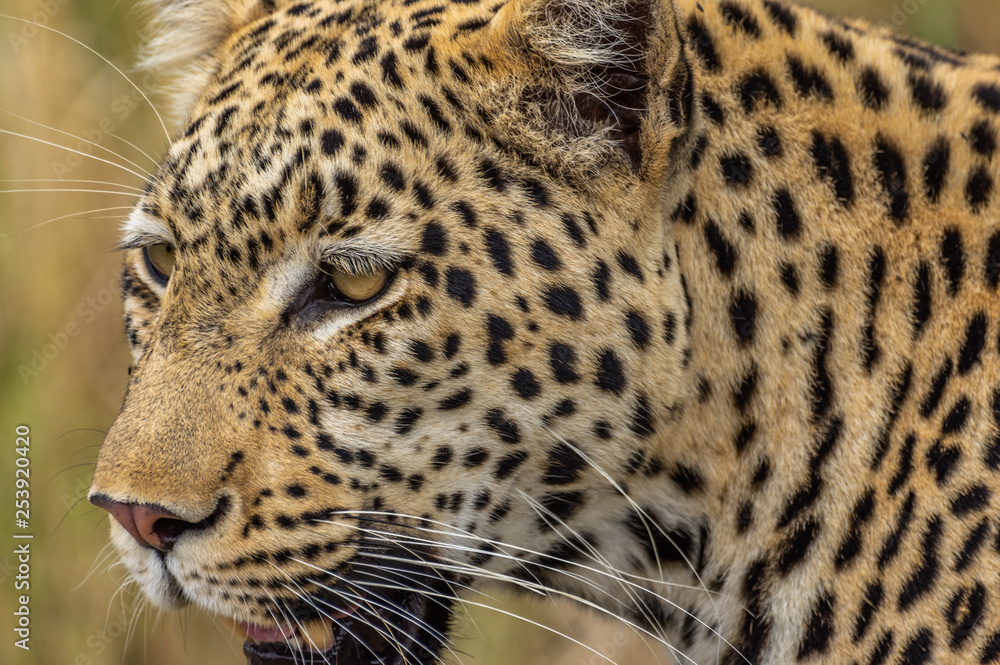 Naklejka premium Leopard roaming its territory in the Khwai Concession area of Botswana Africa