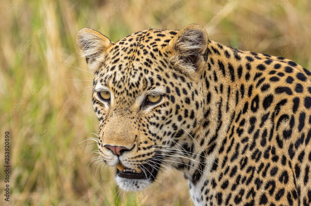 Leopard roaming its territory in the Khwai Concession area of Botswana Africa Leopard roaming its territory in the Khwai Concession area of Botswana Africa