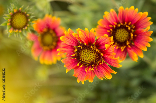 Gazania rigens Flowers 