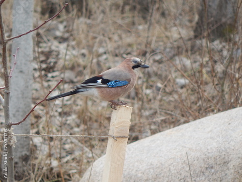 Jay on a stick (Belarus. Minsk district)