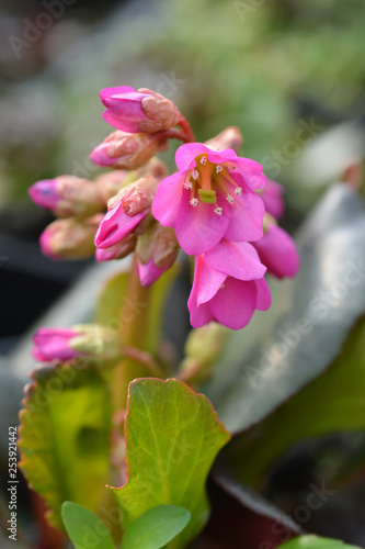 Bergenia Winter Glow