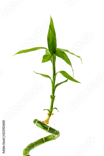 Green sprout of Asian bamboo with leaves, isolated
