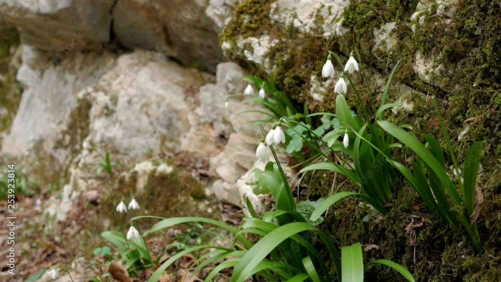 Swaying snowdrops wide shot. The first flowers. Rocks and rocks in the moss in the background. White Galanthus