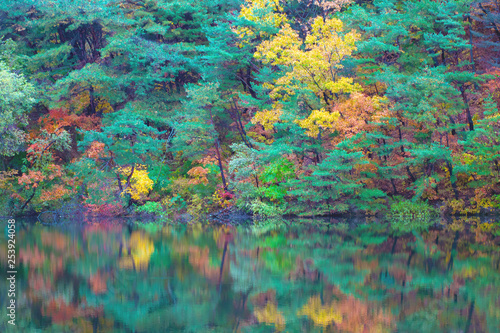 Trees in fall or autumn