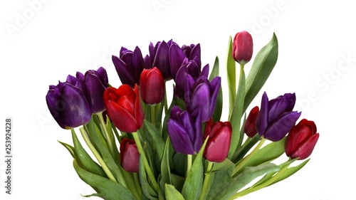 Fototapeta Naklejka Na Ścianę i Meble -  Bouquet of red and purple tulips.