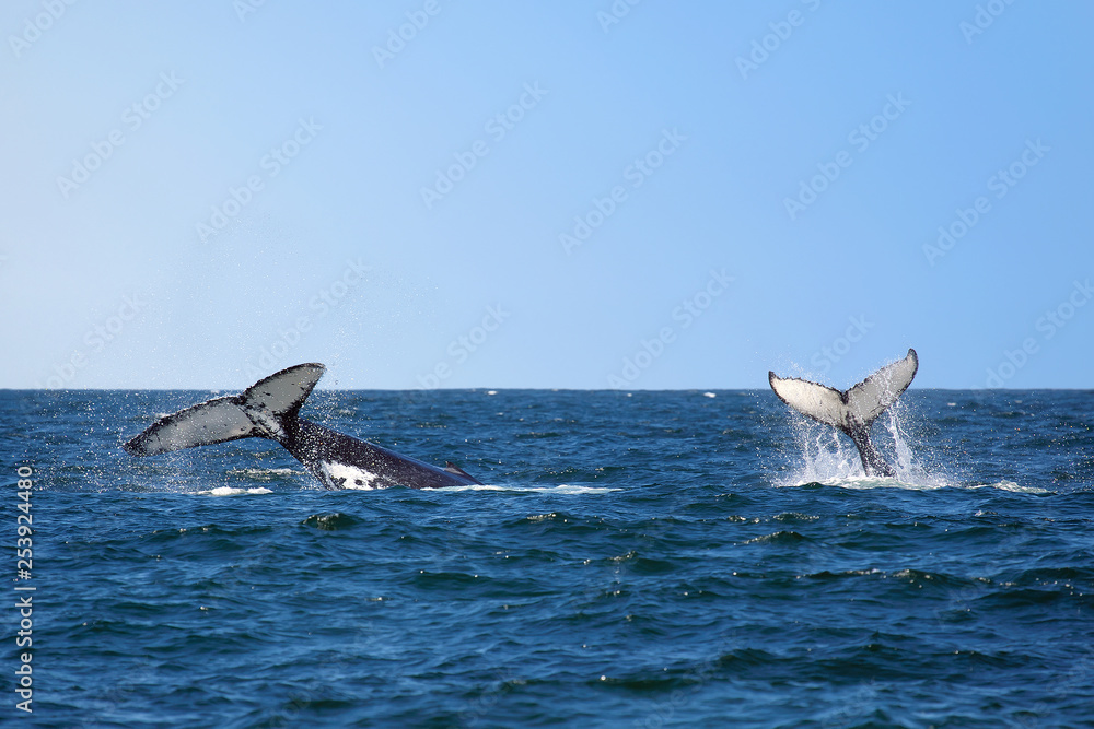 Fototapeta premium pair of whales diving in the ocean