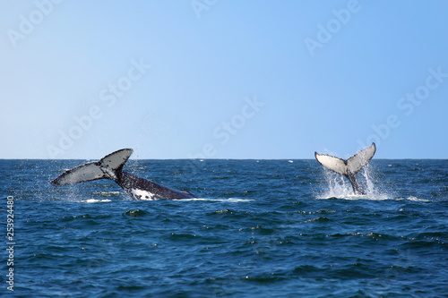 pair of whales diving in the ocean