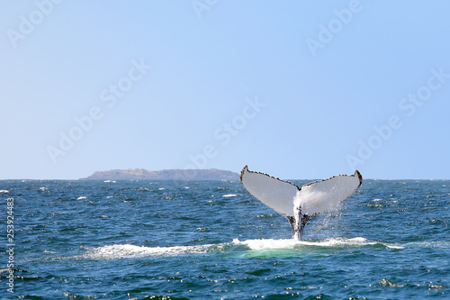 whale tail diving into the sea