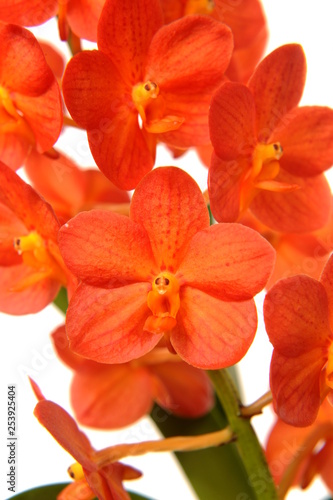 Orchidee "Vanda"
