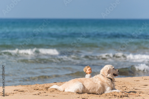 Golden Retriever on a Mediterranean Beach with a Doll © JonShore