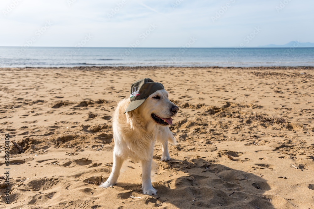 Golden Retriever in a Hat on a Mediterranean Beach Golden Retriever in a Hat on a Mediterranean Beach