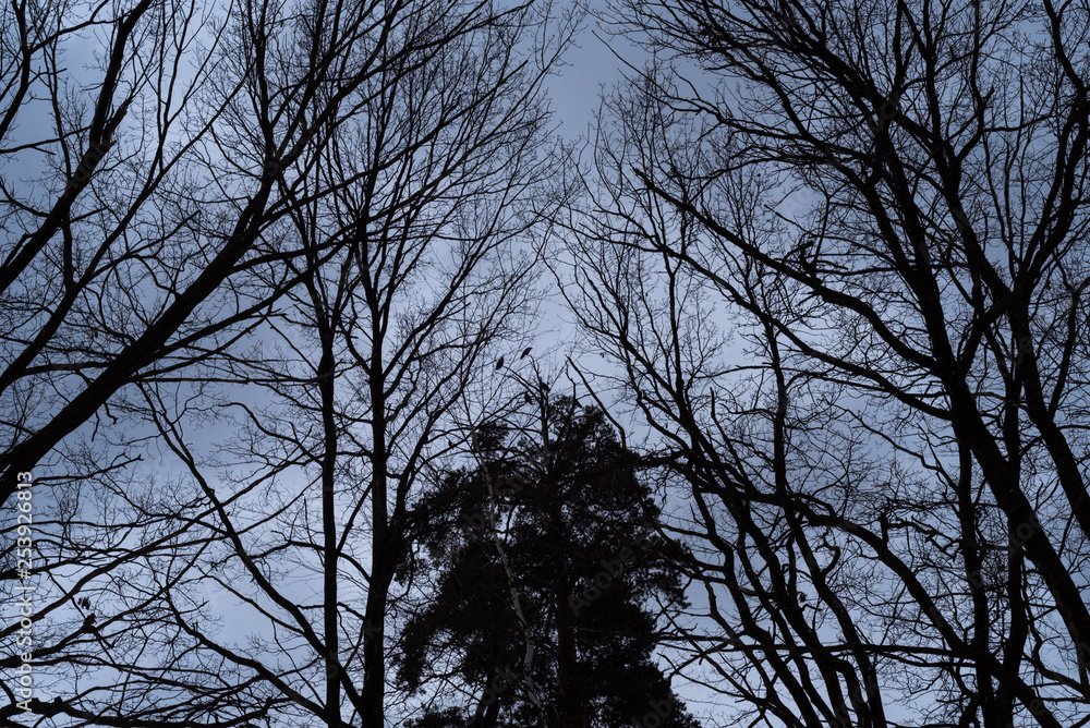 Autumn gloomy sky and leafless trees Autumn gloomy sky and leafless trees