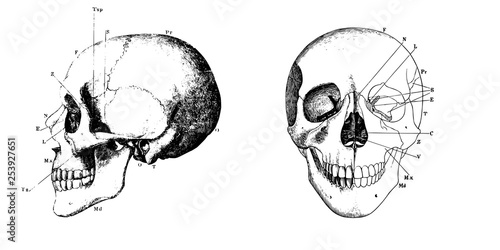 Vector vintage engraving human skull anatomy