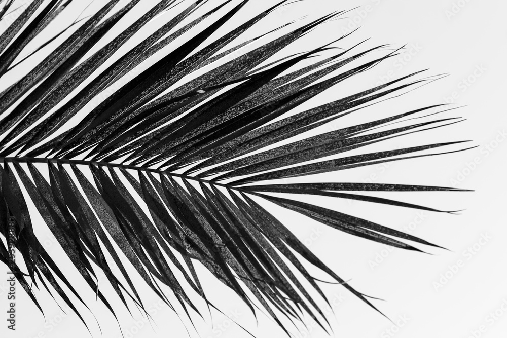 Obraz premium Palm tree branch