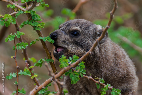 Dassie in Namibia photo