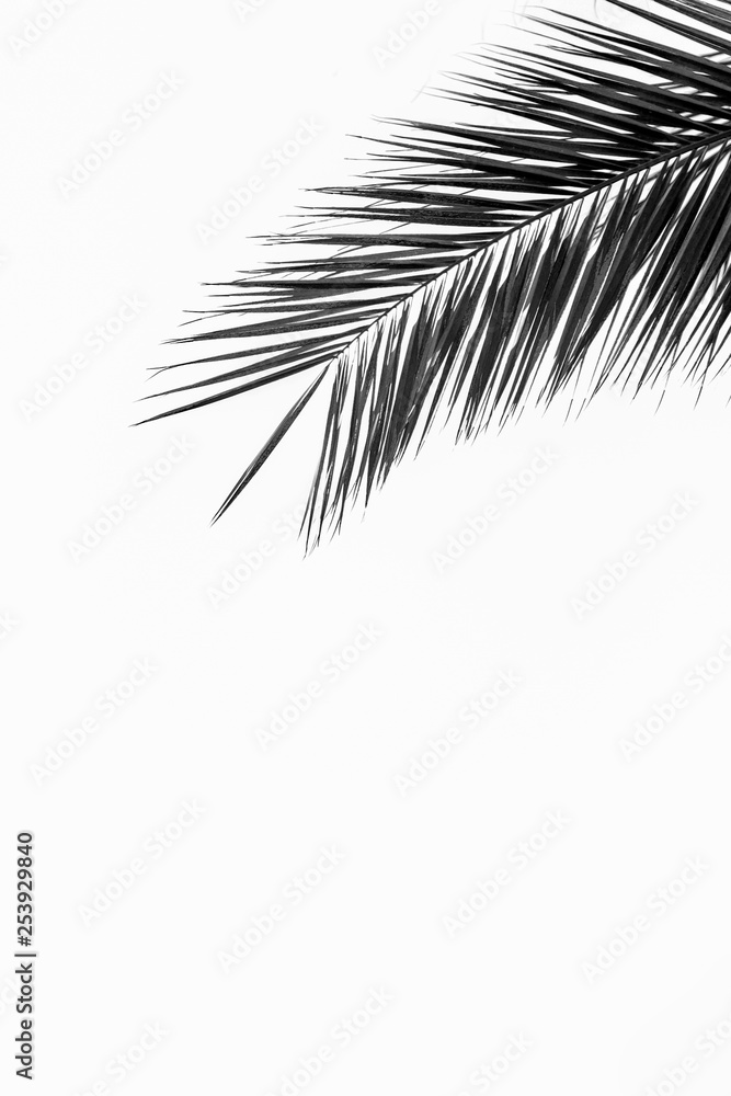 Obraz premium Palm tree branch