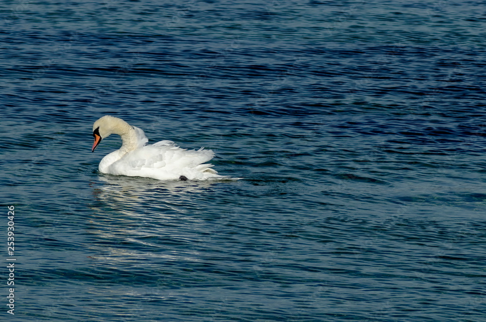 Sea-shore bird by Nessebar old town, Bulgaria Sea-shore bird by Nessebar old town, Bulgaria