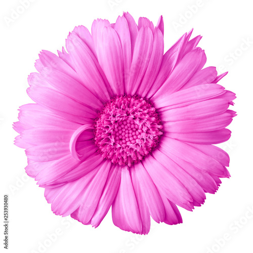 flower magenta calendula  isolated on a white background with clipping path. Close-up. Nature. © afefelov68