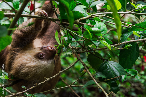 Zwei-Finger-Faultier in Costa Rica, Porträt