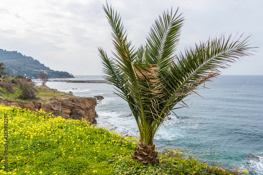 Palm Tree and Yellow Flowers on the Beautiful Southern Italian Mediterranean Sea Coast