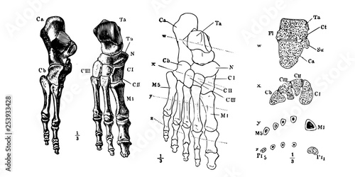 Vector engraving of human foot bones anatomy