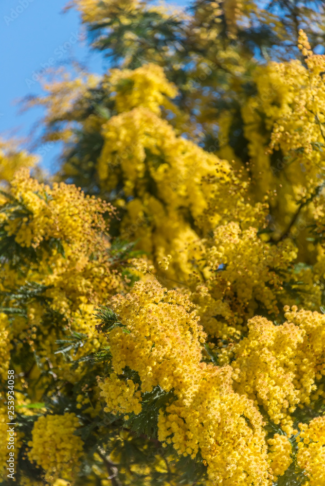 Mimosa Flowers Blooming in the Spring Against a Blue Sky