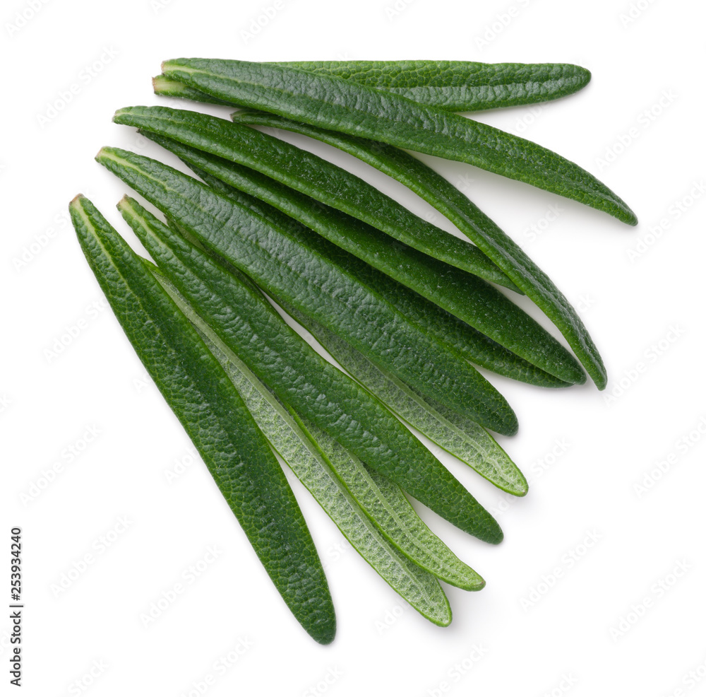 Rosemary Leaves Isolated On White Background Rosemary Leaves Isolated On White Background