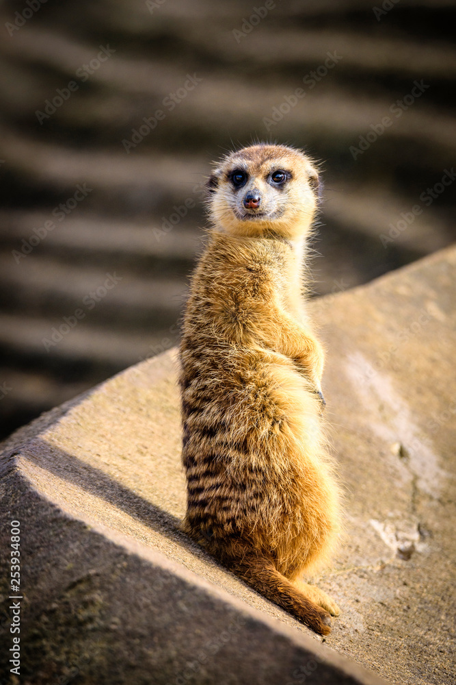Fototapeta premium Meerkat (Suricata suricatta), also known as the suricate.
